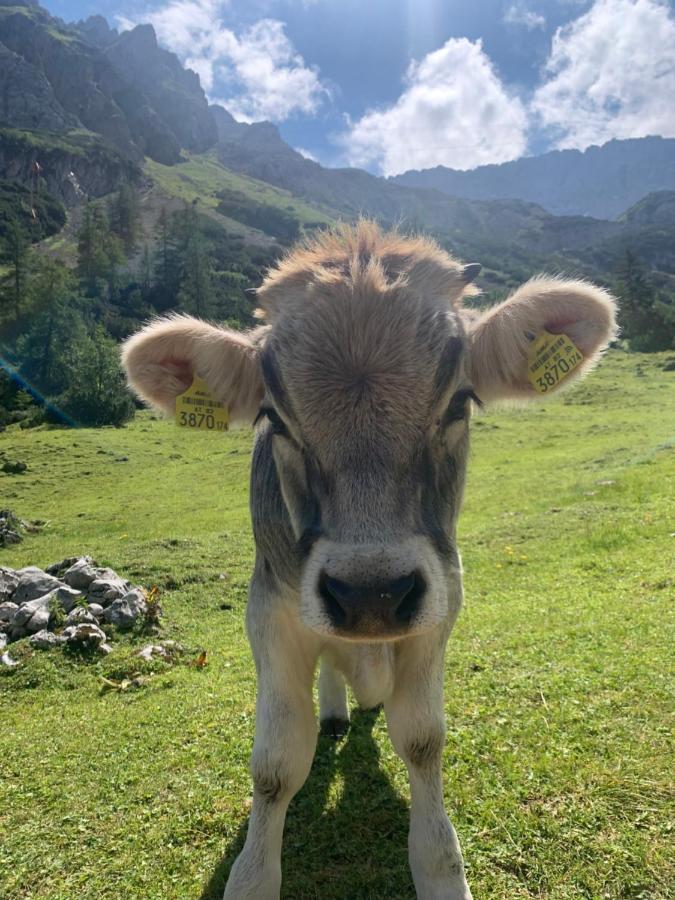 Rittersstuben Daire Garmisch-Partenkirchen Dış mekan fotoğraf